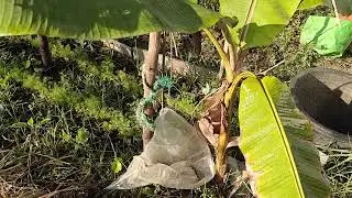 Banana peal enzyme spray 