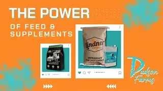 The power of feed & supplements for showpigs for livestock show! #showpigs #pigs #feedinglivestock