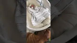 #dog #short A core memory 💙 #dogsoftiktok #dogs #dogsandbabies #newborn #dogsof