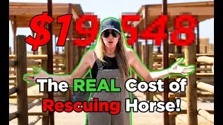 The TRUTH on How Much We Spend On Saving A Horse! |  Ep 63