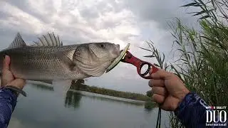 Two sea bass on DUO Tide Minnow Lance, caught on 120mm and 110mm respectively.