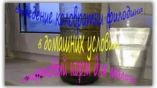 Как приготовить высококачественный корм-коловратку филодина(Philodina).