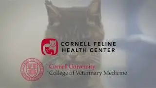 Cornell Feline Health Center 2016 Grant Updates: Dr. Angela McCleary-Wheeler
