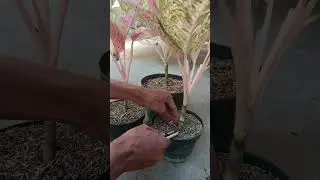 How to Propagate Aglaonema with Simple Method Part 1