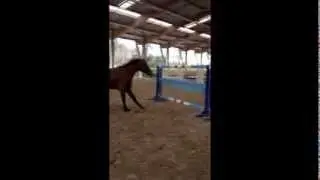 Julien Gonin travail &agrave; la longe
