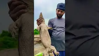 7 kg Indian Monitor Lizard #viral #short #shorts #indianmonitorlizard  #trending