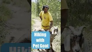В поход с козой! #заработанныекомиссионные #автомобиль #прицеп-слезинка