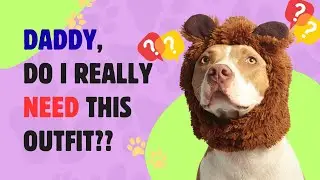 Dog Clothing - Fashion or Function?