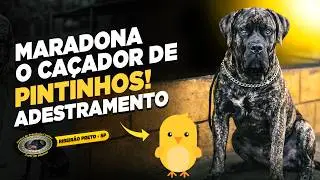 SRD (CANE CORSO X MASTIM) &mdash; MARADONA &mdash; SEM DIRE&Ccedil;&Atilde;O, O CAOS COME&Ccedil;A CEDO