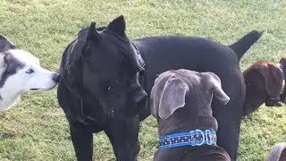 A Strange Cane Corso & Cute Dogs at Dog Park