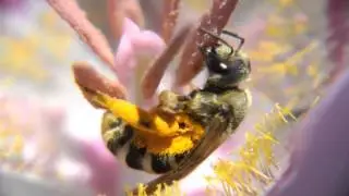 A Bee in a Wild Lily.  Okanagan Mountain Park, BC, Canada.
