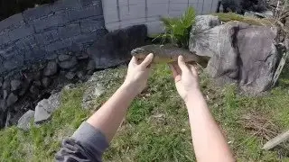 Pesca alla Trota Fario in Torrente - Ticino - Swiss Alps Fishing