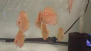 Kennys Golden Checkerboard Discus Out Of QT