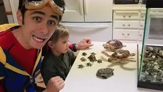 Kit Explores Turtles | Learn about Turtles, How to Count and Colors for Kids