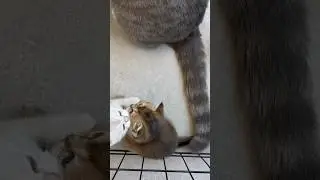 #israelkitties #cat #cutecat #funnycats #kittens #kittensplaying #kitty
