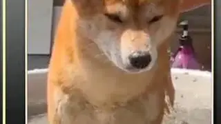 在动物眼里穿尿不湿的最恐怖😂😂😂 #狗都成精了 #狗狗故事 #动物趣事 #搞笑视频