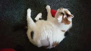 Playful old puss