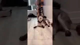 Sexy husky with new shoes 😍😎