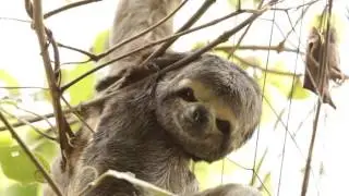 A Curious Sloth