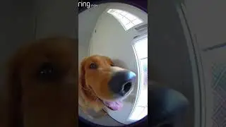 Dog&rsquo;s Priceless Doorbell Reaction (Caught on Ring Camera)