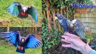 Parrots Free Flight Training in the Garden