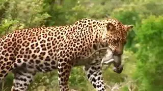 Leopard is Monkey Hunters | Chacma Baboon Hold Baby One Week After Failed To Save From Leopard