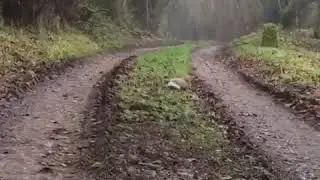 A stoat mesmerising and killing a rabbit