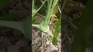 লাউ মাচার একপাশ মাটিতে ভেঙে পড়েছে #shortvideo #video #viral #viralvideo #farming #vegetable
