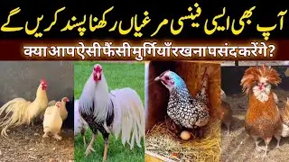 fancy murgiyan in Pakistan | fancy hens price & farming | fancy chicken breeds for sale  