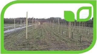 Luberas new testfields in our German nursery