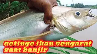 cesting ikan sengarat saat banjir sangat asik