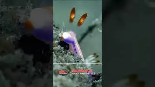 Tiny Titan of the Philippines Reef &mdash; Mesmerizing Sea Slug (Nudibranch) #wildlife #seacreatures