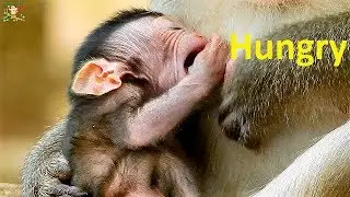 Look so pity ! Poor newborn George very hungry milk |Why mom Gladdis doesn't give milk her newborn?|
