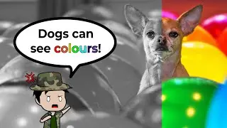 Dogs Can See Colours 【 Wrong Animal Facts 02 】