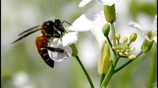 Honey Bees - 4k flowers ultra hd - nature relaxation video