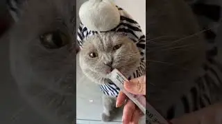 Curious Cat Licking a Candy 🍭😹 | Cute and Funny Moment
