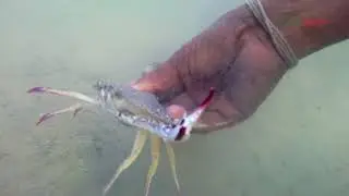 Catching crab by feet. Smart way A woman from Rameshwaram shows how to catch.