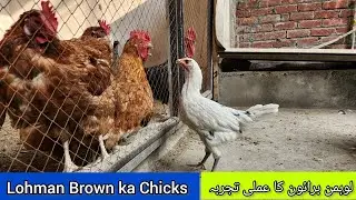 Lohman Brown Chicks ka Experience | Kya Lohman brown k eggs ma sa Lohman brown ka Chuza nekalta ha