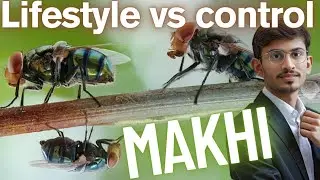 Why Fly Control Fails! Hidden Science Behind Fly Infestation & Real Pest Solutions