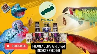 All My Fish Tried ProMeal Product&hellip; RESULTS Will Shock You 😱😱|Feeding First time | @Aquapetsman