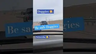 Dogs on the highway...Dogs in the back cab. Be safe  #dogtravel