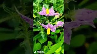 Solanum virginianum flower