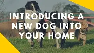 Introducing a New Dog Into Your Home