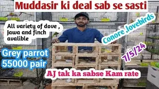 Lahore KY sab sa sasti birds ll Muddasir Birds 🥰 ll 03096188063