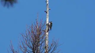 Williamson's Sapsucker, Loup Loup