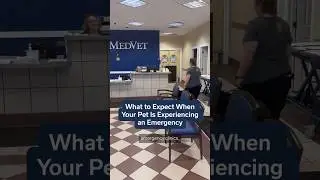 What to Expect When Visiting MedVet for an Emergency