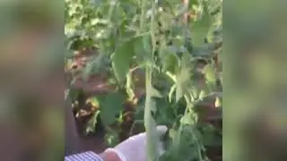 Domateste Lasioptera sp. zararı.