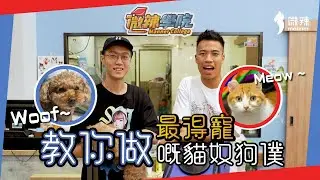 【微辣學院】教你毛孩梳洗剪毛小技巧，用愛寵最鍾意嘅方式嚟互動！學完之後最得寵嘅貓奴狗僕仲唔係你？｜微辣Manner