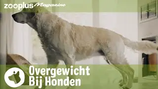 Overgewicht bij honden: hoe herken je het en wat kun je eraan doen? | zooplus.nl