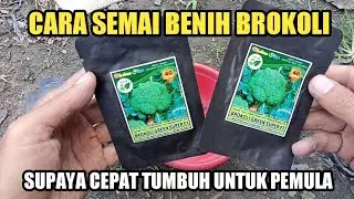 Begini Cara Menyemai Benih Brokoli 